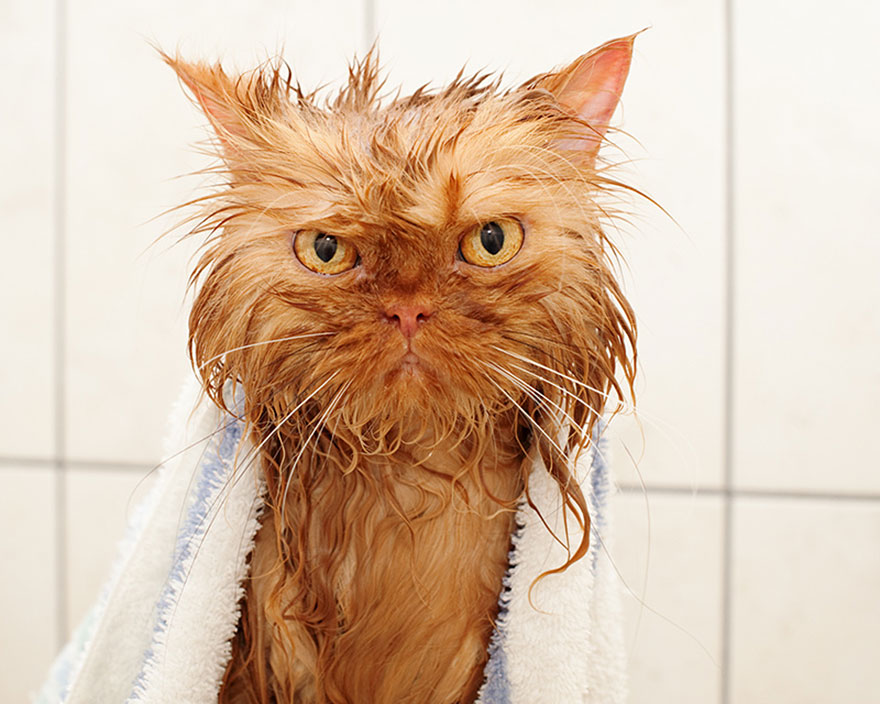 22 Hilarious Pictures Of Wet Cats