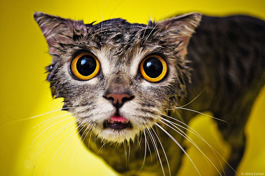 22 Hilarious Pictures Of Wet Cats