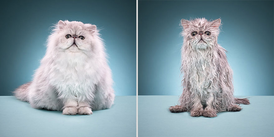 22 Hilarious Pictures Of Wet Cats
