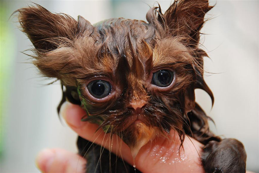22 Hilarious Pictures Of Wet Cats