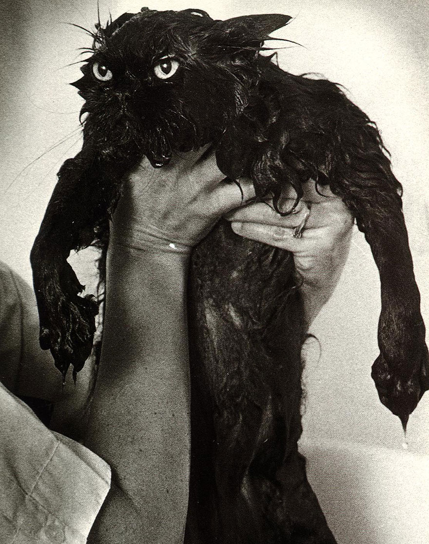 22 Hilarious Pictures Of Wet Cats