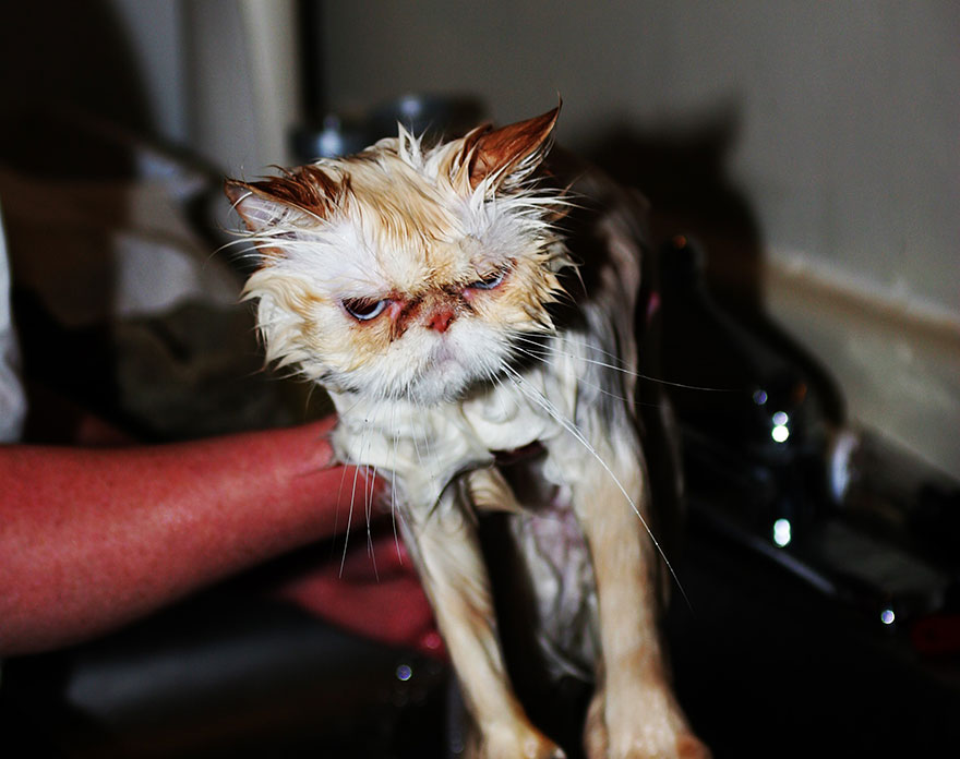 22 Hilarious Pictures Of Wet Cats
