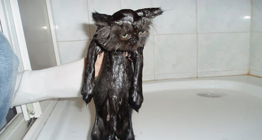 22 Hilarious Pictures Of Wet Cats