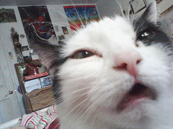 21 Hilarious Pictures Of Cats That Are About To Sneeze