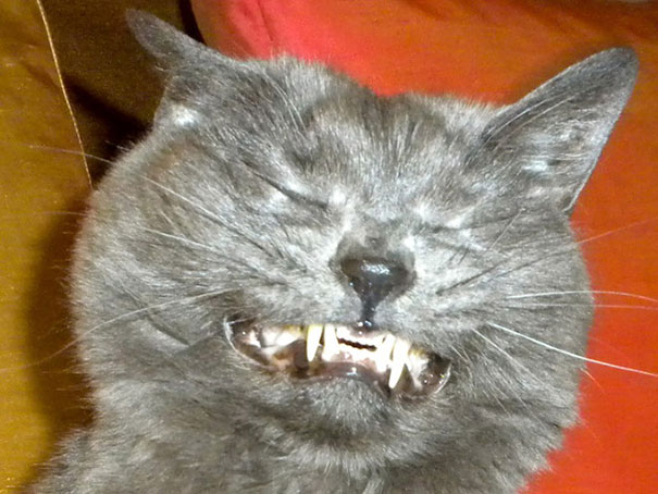 21 Hilarious Pictures Of Cats That Are About To Sneeze