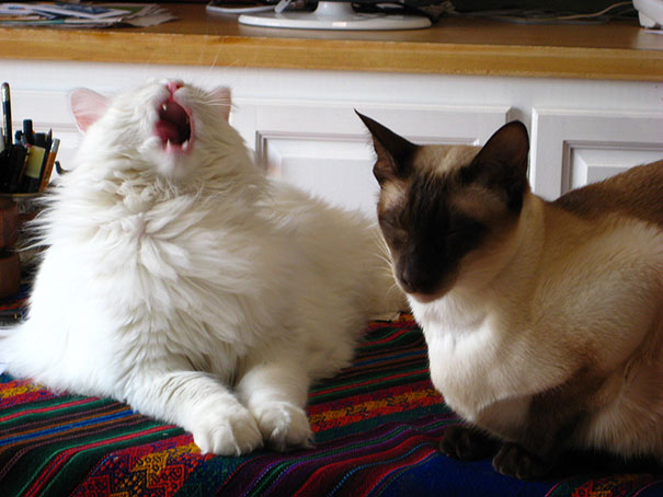 21 Hilarious Pictures Of Cats That Are About To Sneeze