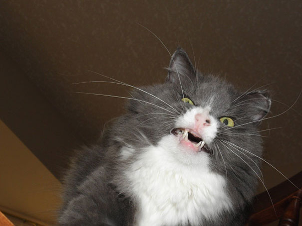 21 Hilarious Pictures Of Cats That Are About To Sneeze