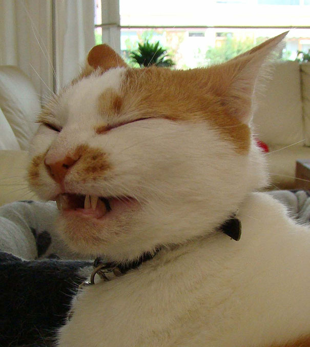 21 Hilarious Pictures Of Cats That Are About To Sneeze