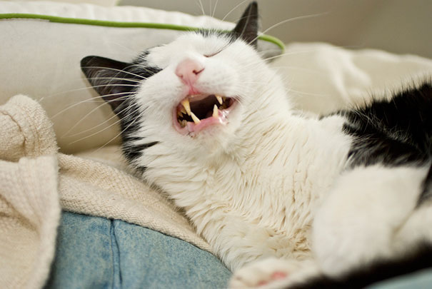 21 Hilarious Pictures Of Cats That Are About To Sneeze