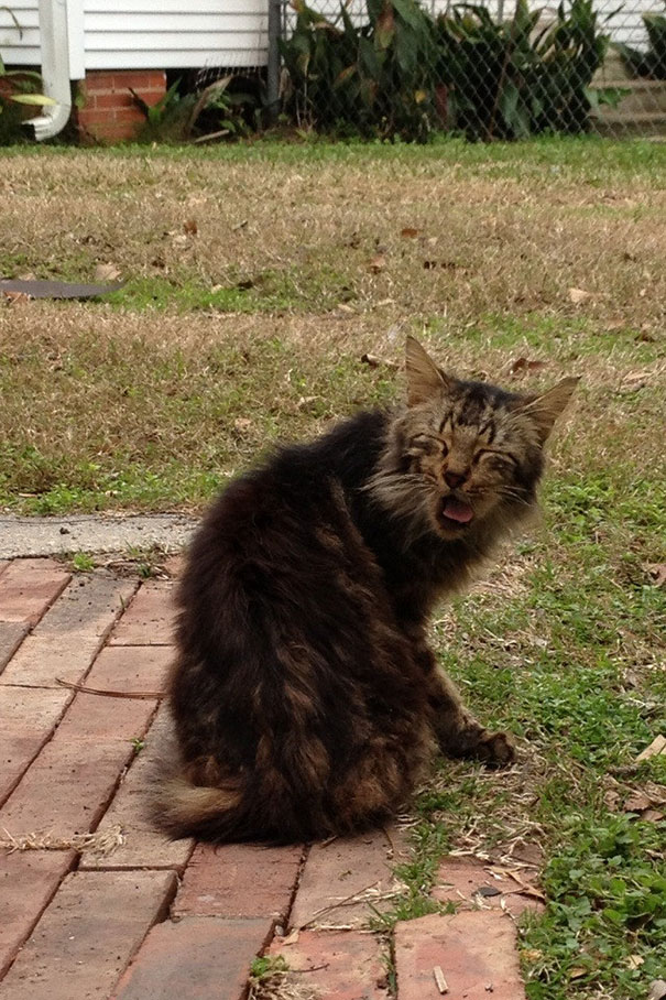 21 Hilarious Pictures Of Cats That Are About To Sneeze