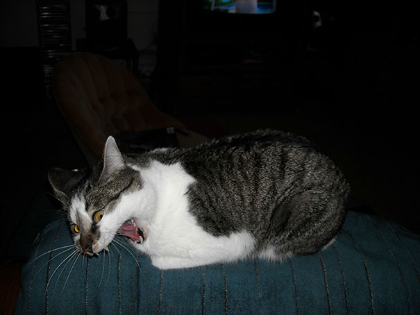 21 Hilarious Pictures Of Cats That Are About To Sneeze