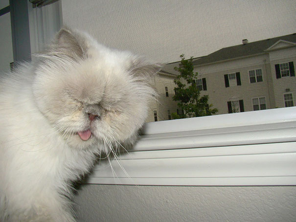 21 Hilarious Pictures Of Cats That Are About To Sneeze