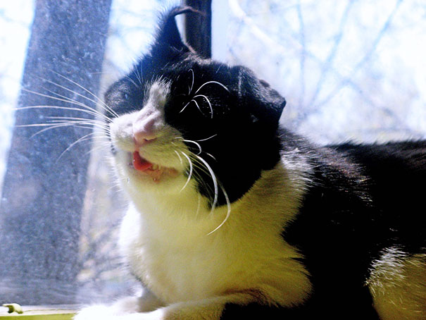 21 Hilarious Pictures Of Cats That Are About To Sneeze