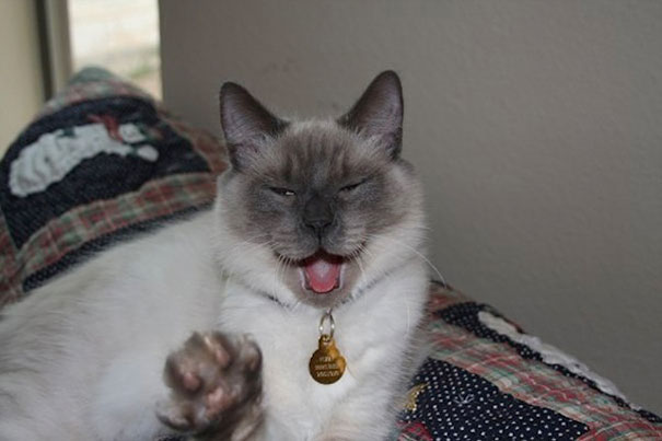 21 Hilarious Pictures Of Cats That Are About To Sneeze