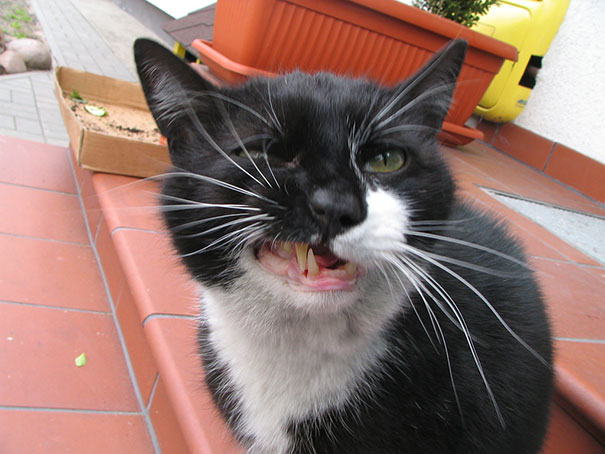 21 Hilarious Pictures Of Cats That Are About To Sneeze