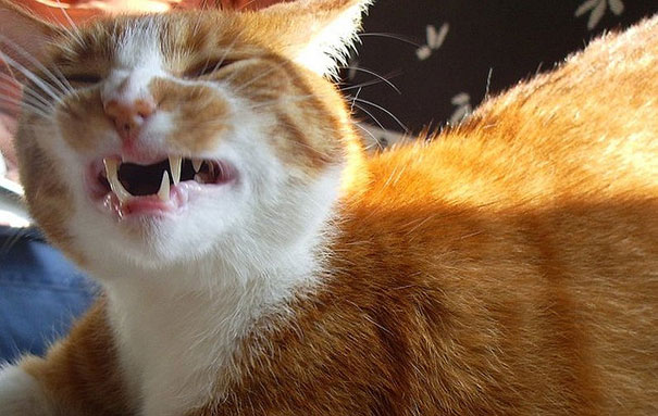 21 Hilarious Pictures Of Cats That Are About To Sneeze