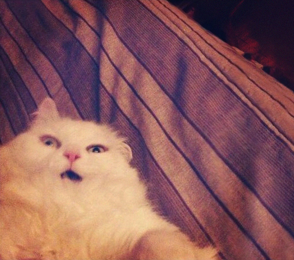 21 Hilarious Pictures Of Cats That Are About To Sneeze