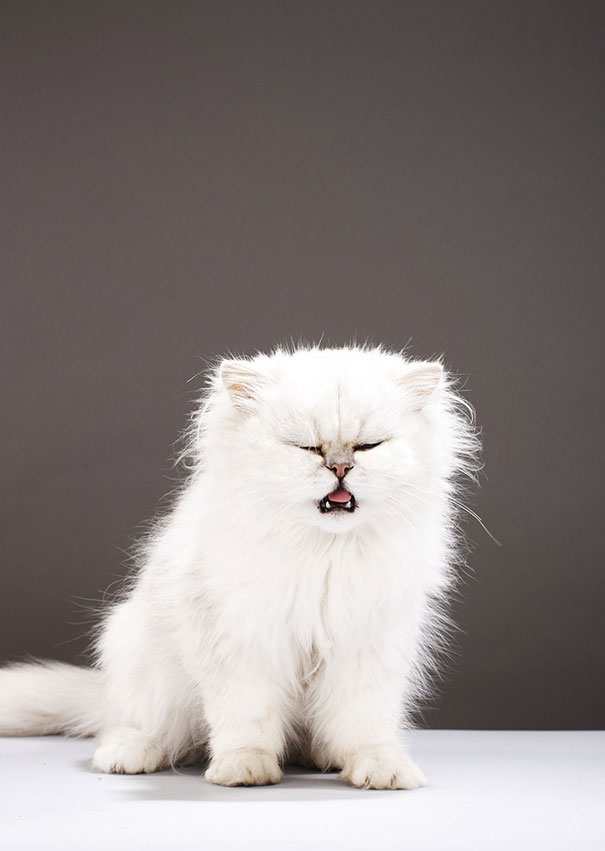 21 Hilarious Pictures Of Cats That Are About To Sneeze
