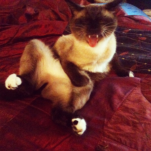 21 Hilarious Pictures Of Cats That Are About To Sneeze