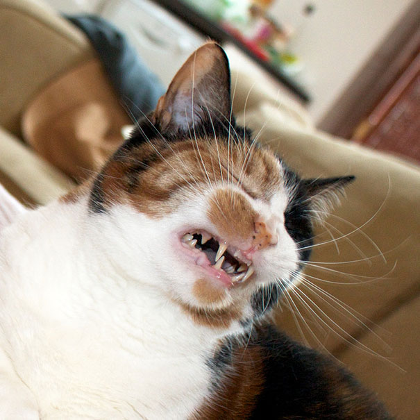 21 Hilarious Pictures Of Cats That Are About To Sneeze