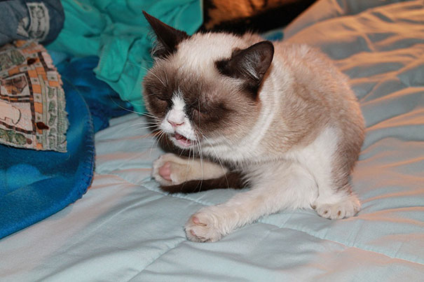 21 Hilarious Pictures Of Cats That Are About To Sneeze