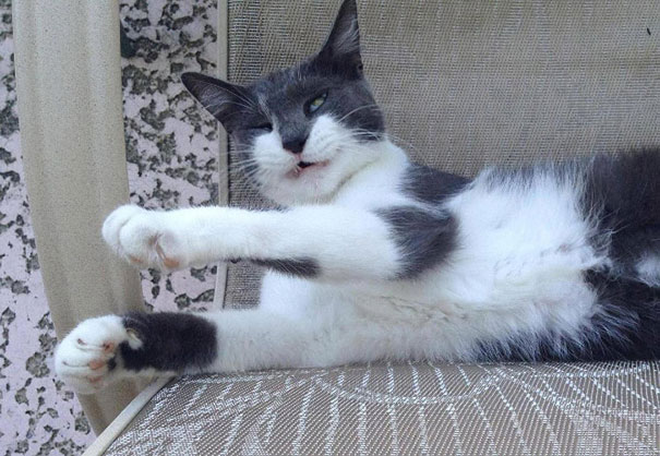 21 Hilarious Pictures Of Cats That Are About To Sneeze