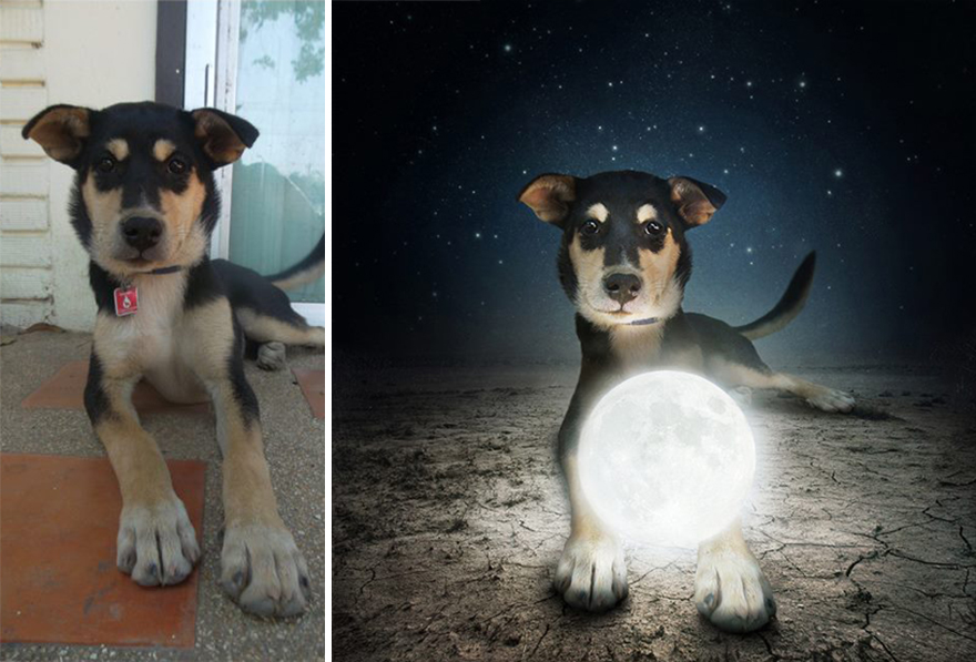 Artist Creates Surreal Pictures With Shelter Dogs To Help Find Them New Homes