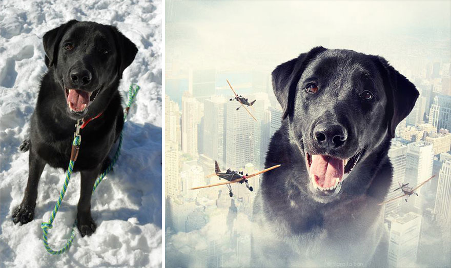 Artist Creates Surreal Pictures With Shelter Dogs To Help Find Them New Homes