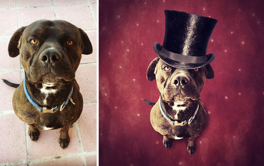 Artist Creates Surreal Pictures With Shelter Dogs To Help Find Them New Homes