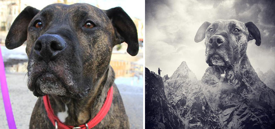 Artist Creates Surreal Pictures With Shelter Dogs To Help Find Them New Homes