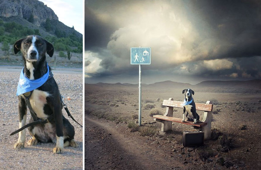 Artist Creates Surreal Pictures With Shelter Dogs To Help Find Them New Homes