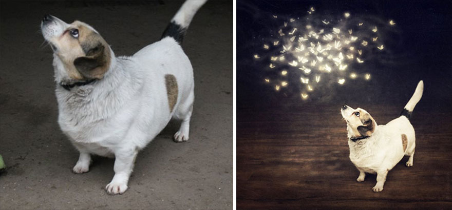 Artist Creates Surreal Pictures With Shelter Dogs To Help Find Them New Homes