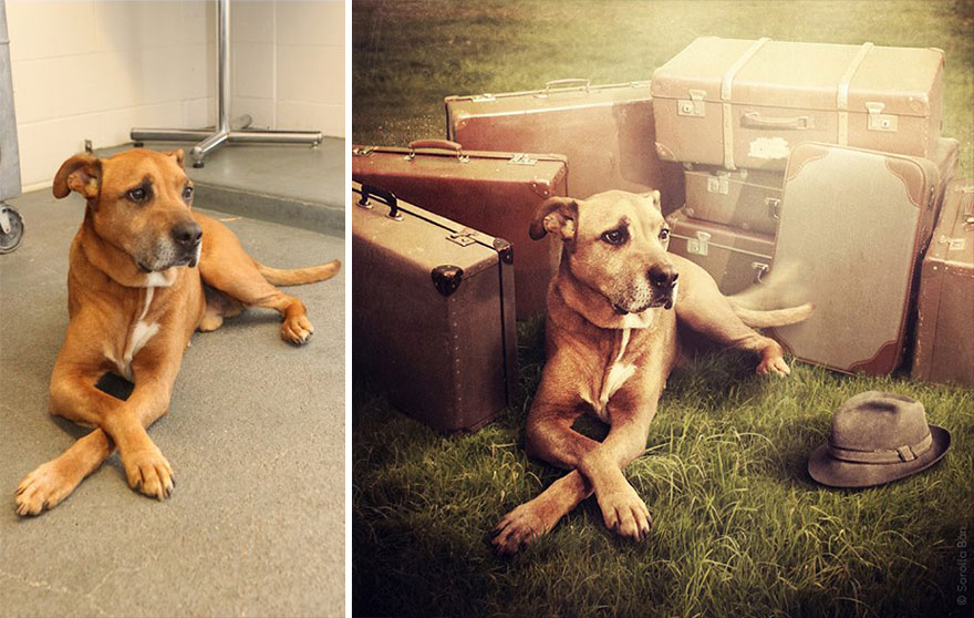 Artist Creates Surreal Pictures With Shelter Dogs To Help Find Them New Homes