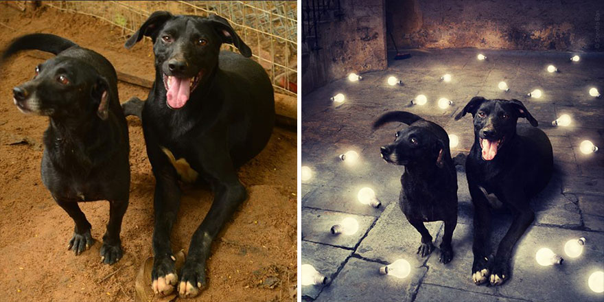 Artist Creates Surreal Pictures With Shelter Dogs To Help Find Them New Homes