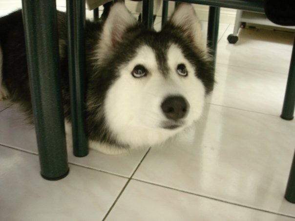 This Husky Raised By Cats Acts Like A Cat