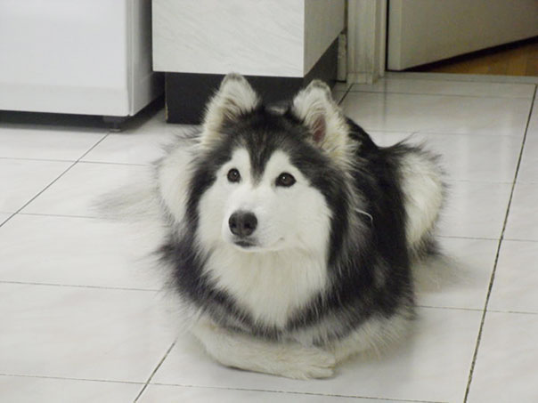 This Husky Raised By Cats Acts Like A Cat