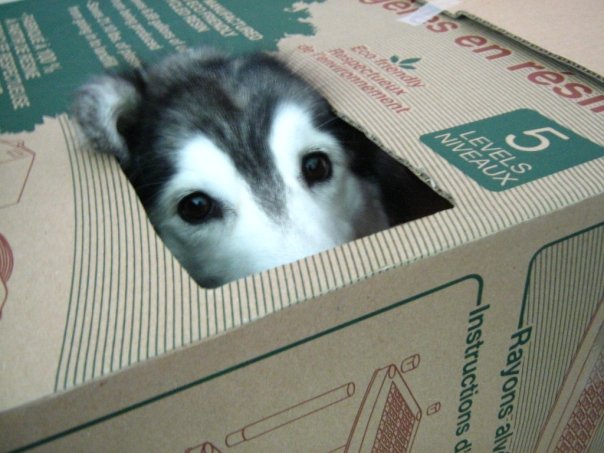 This Husky Raised By Cats Acts Like A Cat