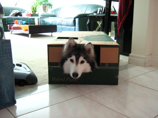 This Husky Raised By Cats Acts Like A Cat