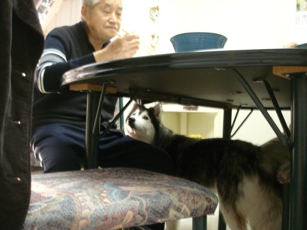 This Husky Raised By Cats Acts Like A Cat