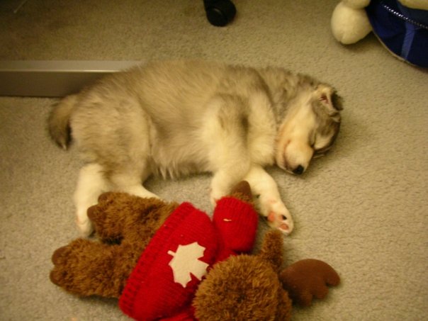 This Husky Raised By Cats Acts Like A Cat