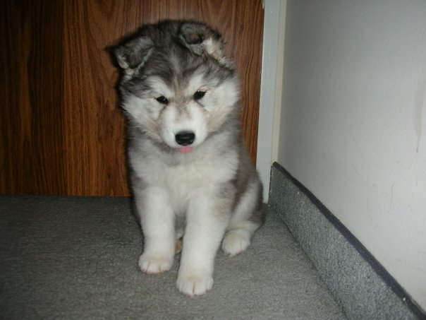 This Husky Raised By Cats Acts Like A Cat