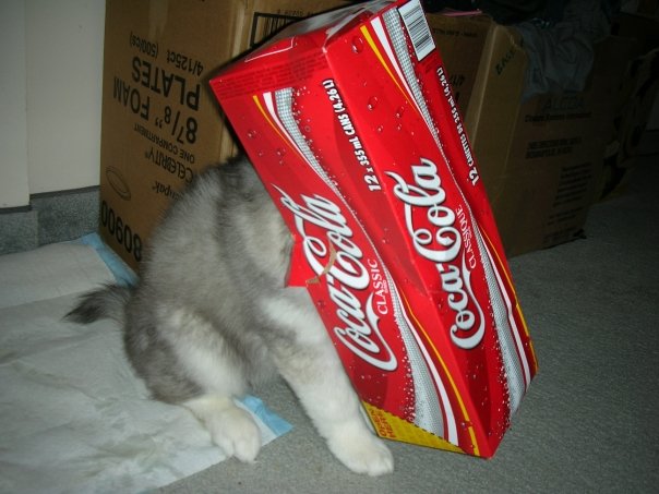 This Husky Raised By Cats Acts Like A Cat
