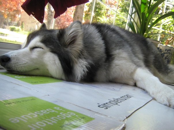 This Husky Raised By Cats Acts Like A Cat