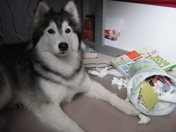 This Husky Raised By Cats Acts Like A Cat