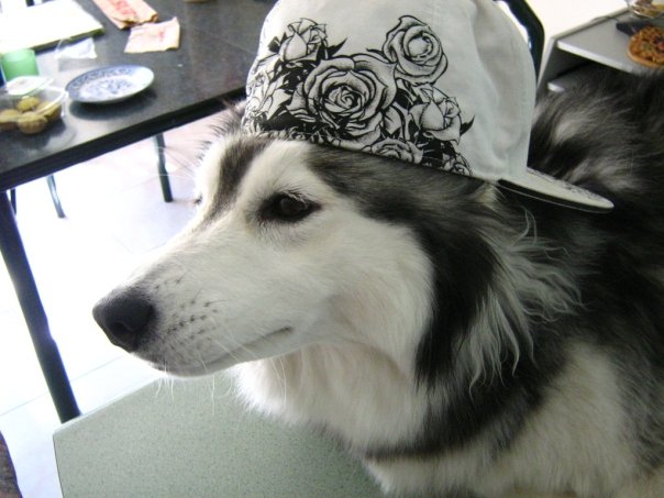 This Husky Raised By Cats Acts Like A Cat
