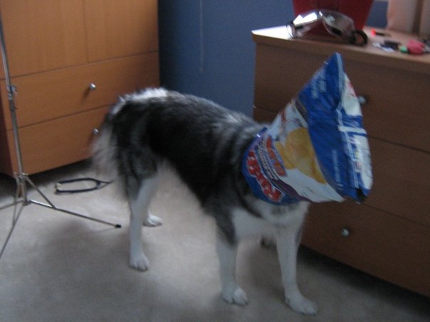 This Husky Raised By Cats Acts Like A Cat