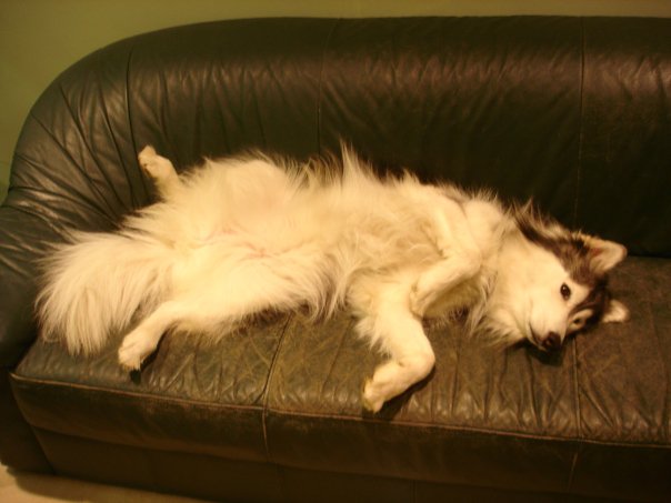 This Husky Raised By Cats Acts Like A Cat