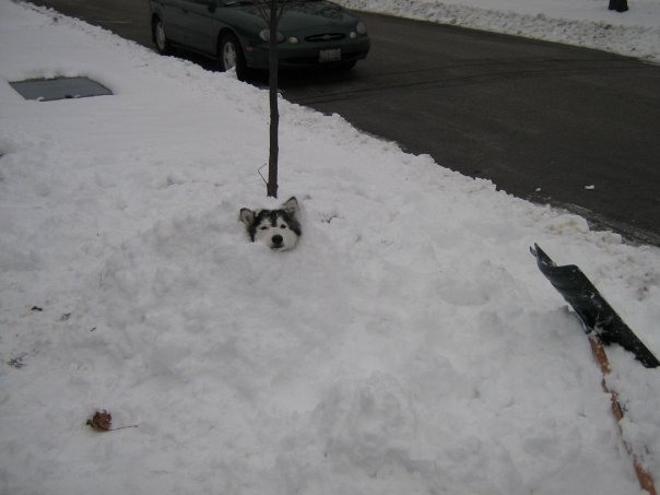 This Husky Raised By Cats Acts Like A Cat