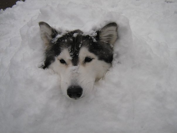 This Husky Raised By Cats Acts Like A Cat