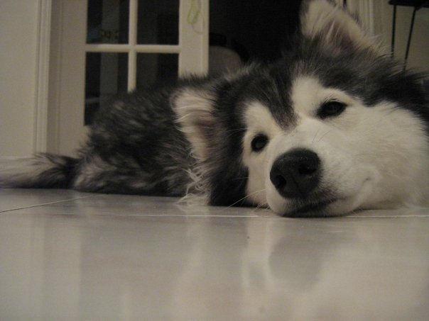 This Husky Raised By Cats Acts Like A Cat